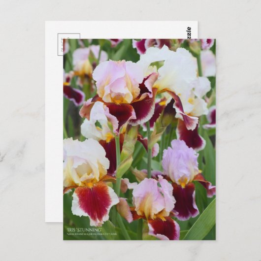 Iris ‘Stunning’ ポストカード (正面/裏面)