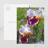 Iris ‘Stunning’ [Postcard] ポストカード (正面/裏面)