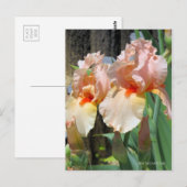 Iris ‘Sugar Plum’ ポストカード (正面/裏面)