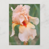 Iris ‘Sugar Plum’ ポストカード (正面)
