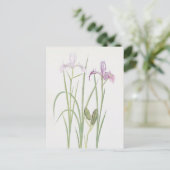 Iris Tenax by William Dykes ポストカード (スタンド正面)