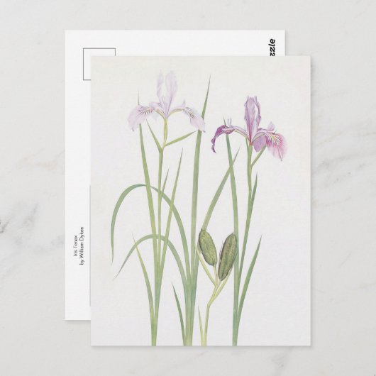 Iris Tenax by William Dykes ポストカード (正面/裏面)