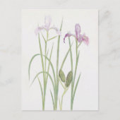 Iris Tenax by William Dykes ポストカード (正面)