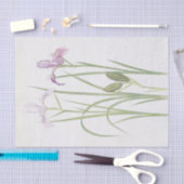 Iris Tenax by William Dykes 薄葉紙 (クラフト)