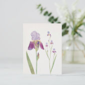 Iris Trojana by William Dykes ポストカード (スタンド正面)