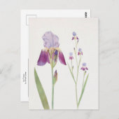 Iris Trojana by William Dykes ポストカード (正面/裏面)