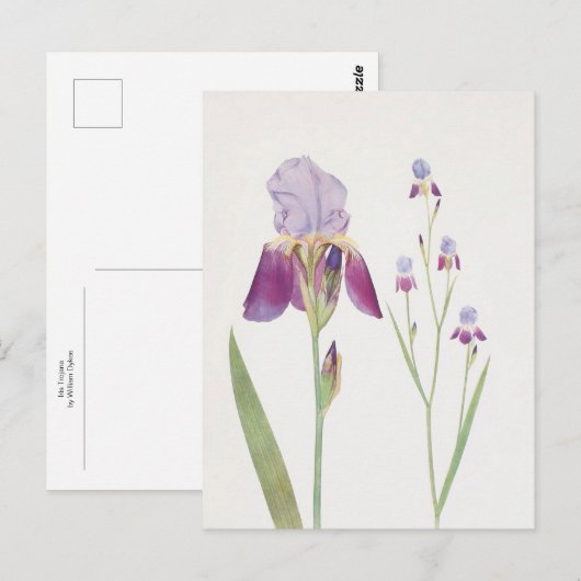 Iris Trojana by William Dykes ポストカード (正面/裏面)