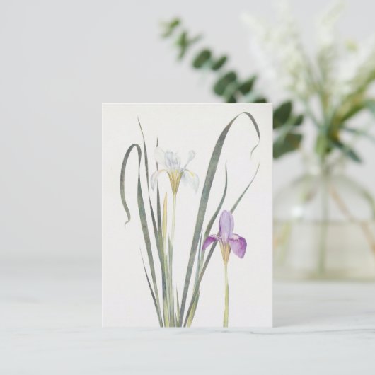 Iris Unguicularis by William Dykes ポストカード (スタンド正面)