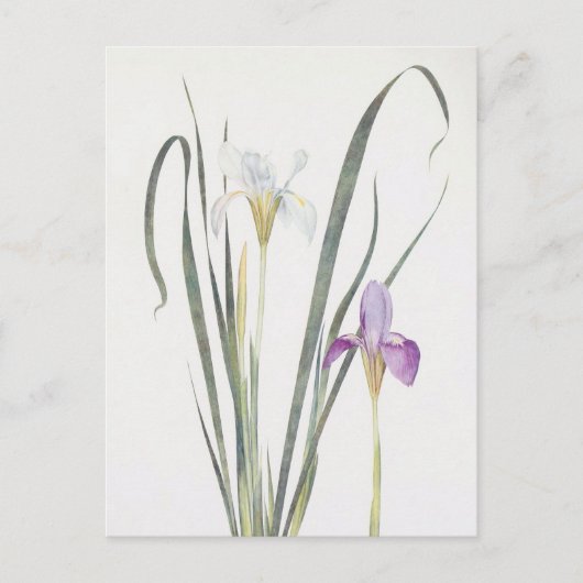 Iris Unguicularis by William Dykes ポストカード (正面)