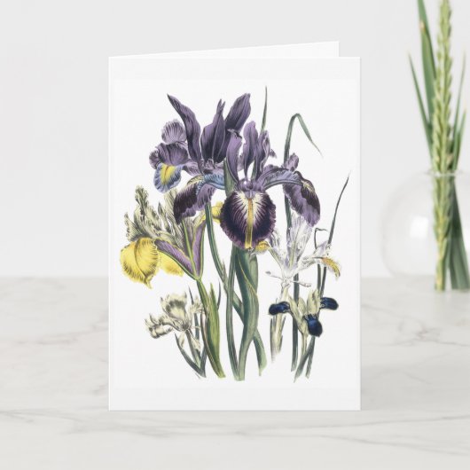 Iris Watercolor Sympathy Card Updated カード (正面)