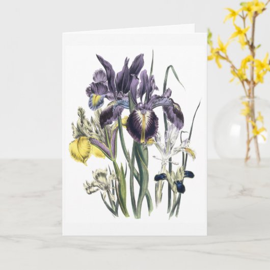 Iris Watercolor Sympathy Card Updated カード (黄色い花)