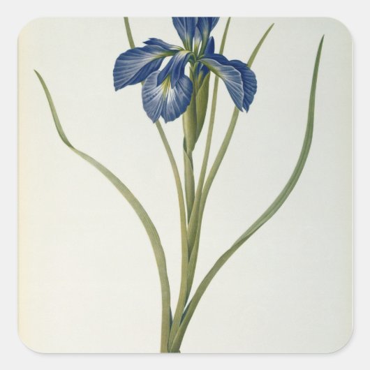 Iris Xyphioides, from 'Les Liliacees', 1808 スクエアシール (正面)