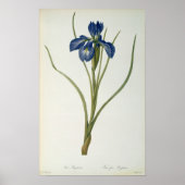 Iris Xyphioides, from 'Les Liliacees', 1808 ポスター (正面)