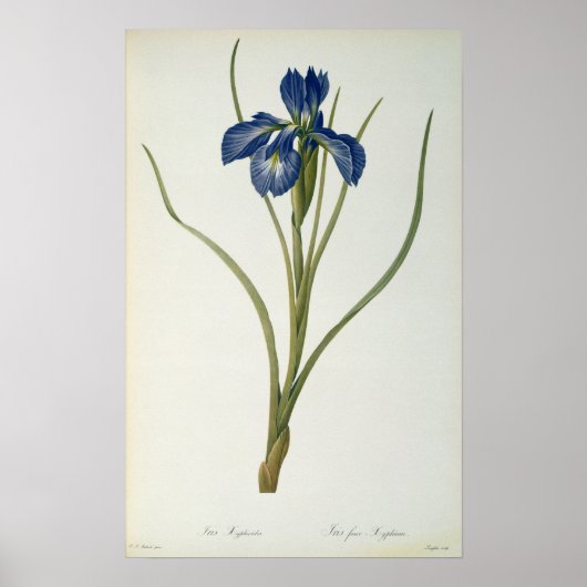 Iris Xyphioides, from 'Les Liliacees', 1808 ポスター (正面)