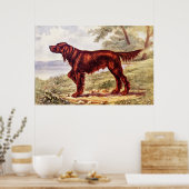 Irish Setter 1900 Illustration of Sporting Dog ポスター (キッチン)