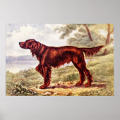 Irish Setter 1900 Illustration of Sporting Dog ポスター (正面)
