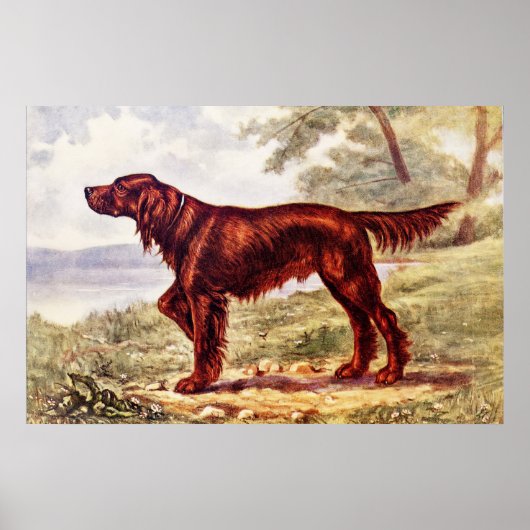 Irish Setter 1900 Illustration of Sporting Dog ポスター (正面)