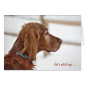 Irish Setter in winter thinking of you (正面横)