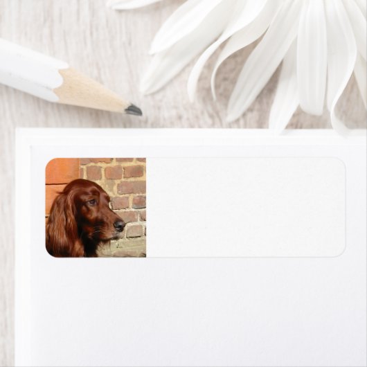 irish setter.png ラベル (インサイチュ)