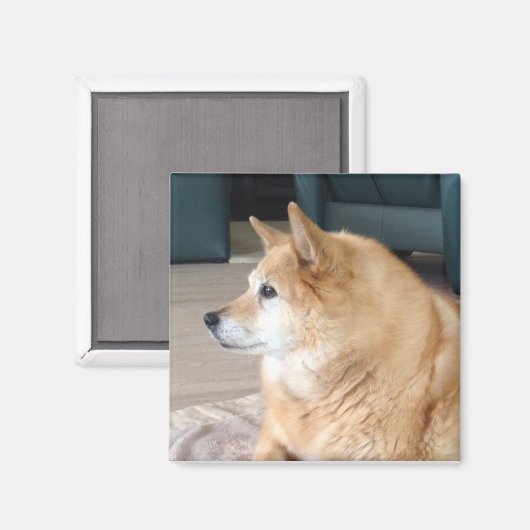 Islandhund マグネット (正面/裏面)