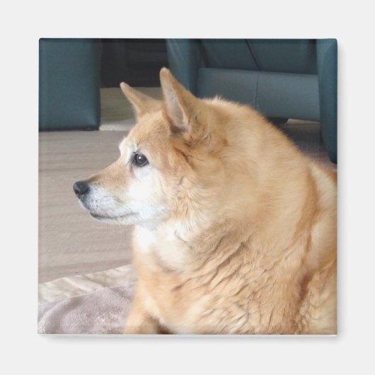 Islandhund マグネット (正面)