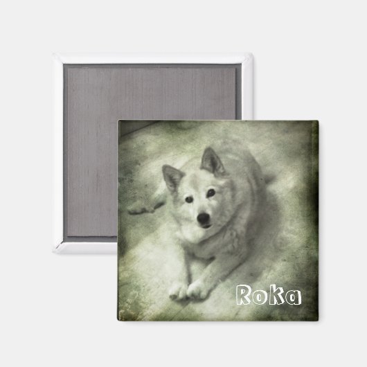 Islandhund Roka マグネット (正面/裏面)