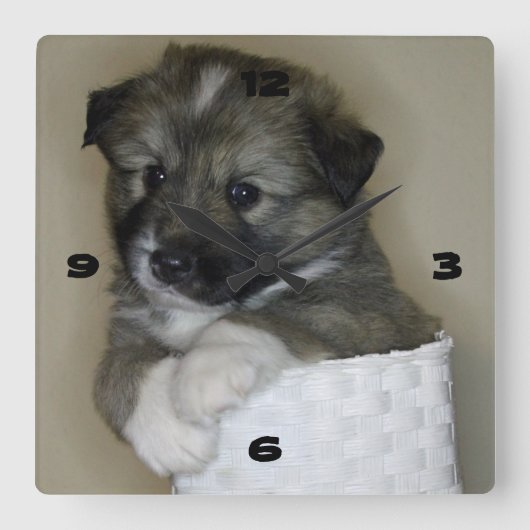 Islandhundwelpe スクエア壁時計 (正面)