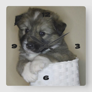 Islandhundwelpe スクエア壁時計