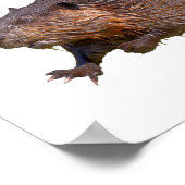 Isolated of North American Beaver Postcard Square  ポスター (角)