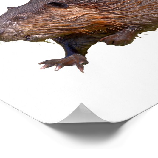 Isolated of North American Beaver Postcard Square  ポスター (角)