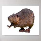 Isolated of North American Beaver Postcard Square ポスター (正面)