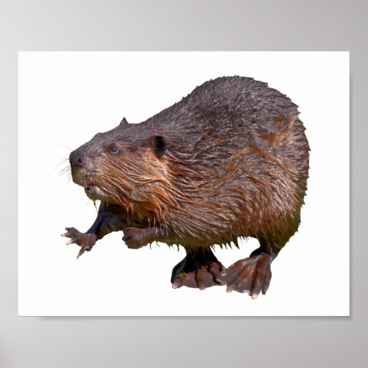 Isolated of North American Beaver Postcard Square  ポスター (正面)