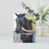 It Tiz Well, Cotilion Winner ポストカード (スタンド正面)