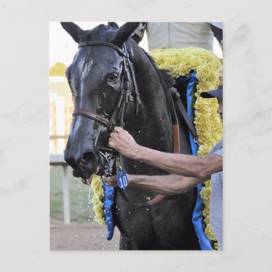 It Tiz Well, Cotilion Winner ポストカード (正面)