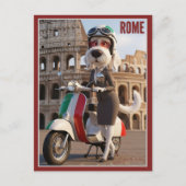 Italian Spinone Rome ポストカード (正面)