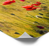 Italy, Tuscany, Poppies in Spring Wheat Field. ポスター (角)