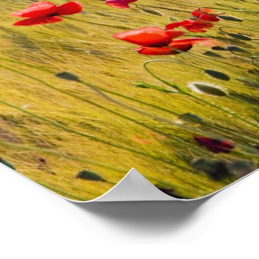 Italy, Tuscany, Poppies in Spring Wheat Field. ポスター (角)
