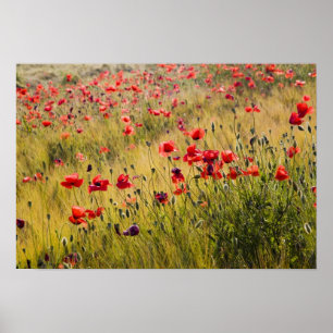 Italy, Tuscany, Poppies in Spring Wheat Field. ポスター