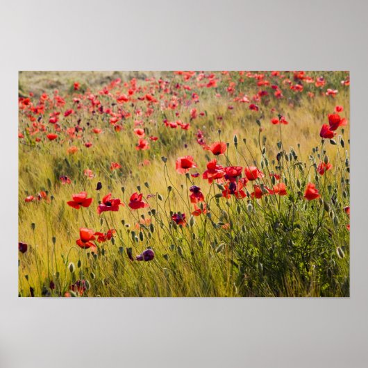 Italy, Tuscany, Poppies in Spring Wheat Field. ポスター (正面)