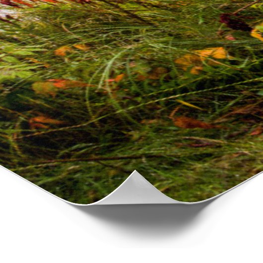 Itasca State Park | Minnesota ポスター (角)