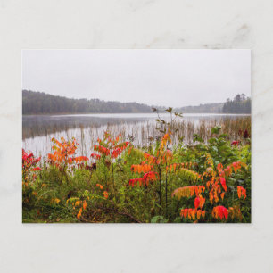 Itasca State Park   Minnesota ポストカード