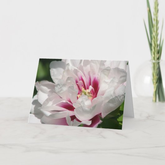 Itohのシャクヤク"Coraルイーズ" カード (正面)