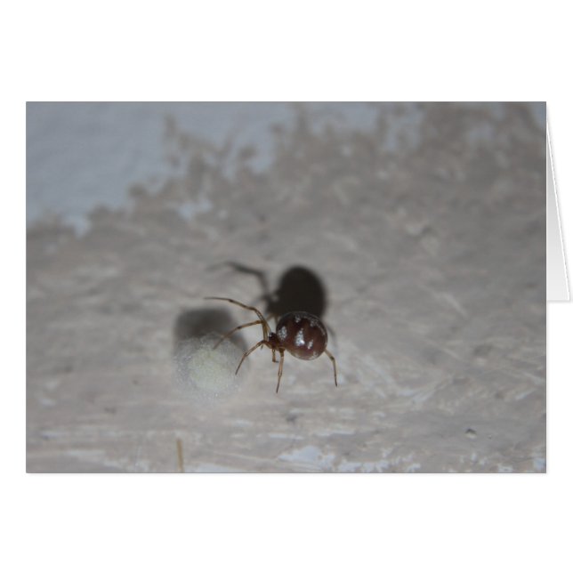 Itsy Bitsy Spider #2 (正面横)