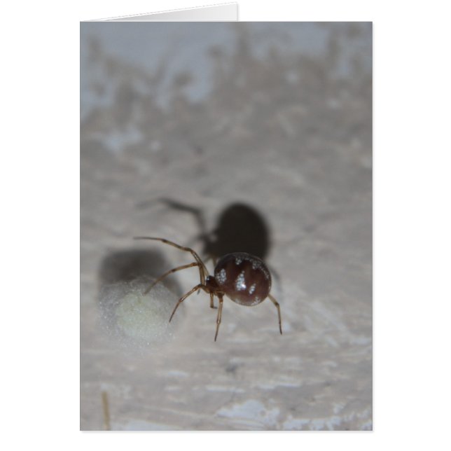 Itsy Bitsy Spider #2 (正面)