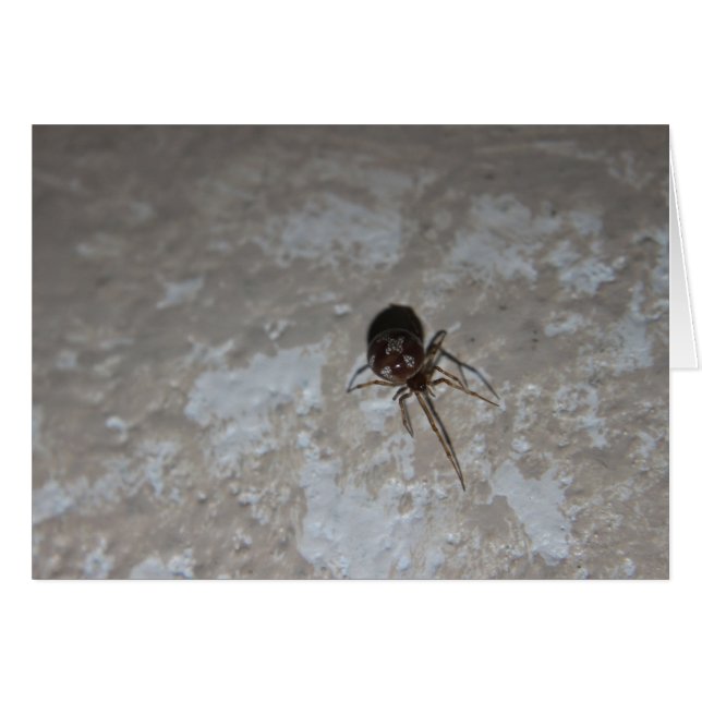 Itsy Bitsy Spider #3 (正面横)