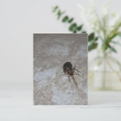 Itsy Bitsy Spider #3 ポストカード (スタンド正面)