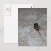 Itsy Bitsy Spider #3 ポストカード (正面/裏面)