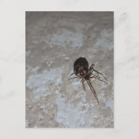 Itsy Bitsy Spider #3 ポストカード (正面)