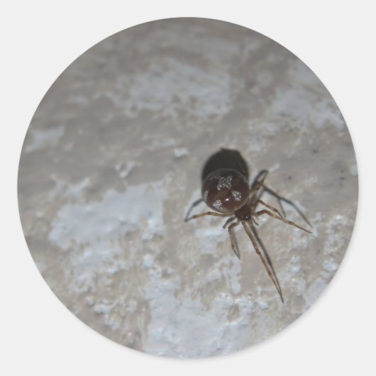 Itsy Bitsy Spider #3 ラウンドシール (正面)