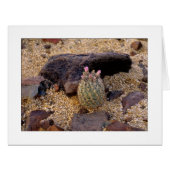 Itty Bitty Barrelサボテン (正面横)